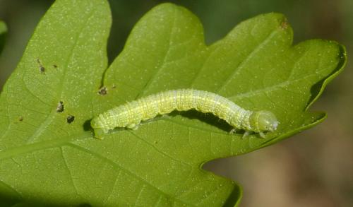 Agriopis leucophaearia