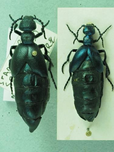 Meloe sp.