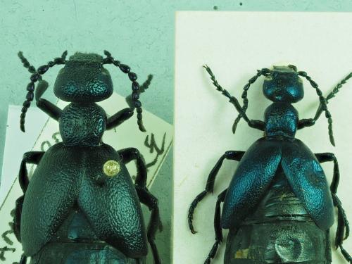 Meloe sp.