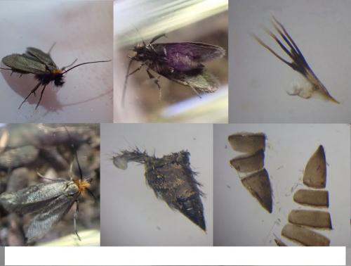 Réf. 280 959 : Cauchas rufifrontella