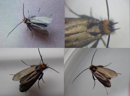 Réf. 280 025 : Cauchas rufifrontella
