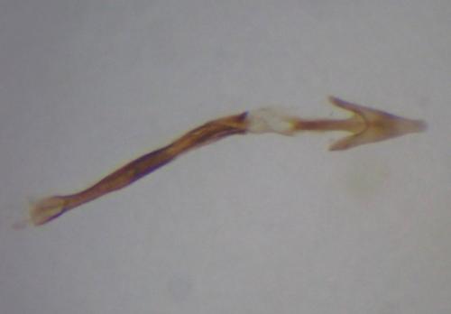 Réf. 280 043 : Cauchas rufifrontella