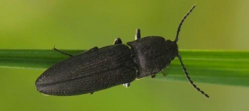 Réf. 280 618 : Cidnopus pilosus