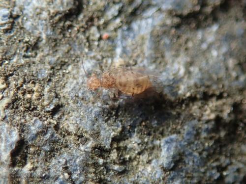 Ectopsocus briggsi