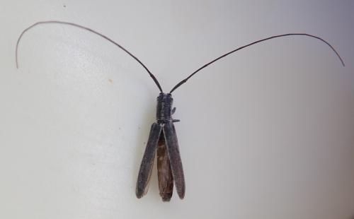 Calamobius filum