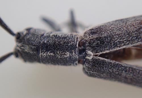 Réf. 280 374 : Calamobius filum