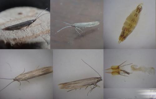 Coleophora otidipennella