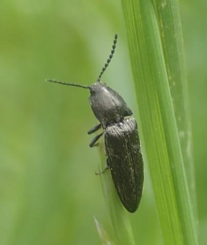 Cidnopus pilosus