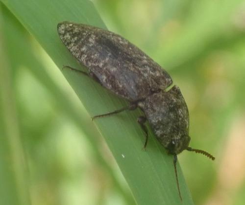 Réf. 280 764 : Agrypnus murinus