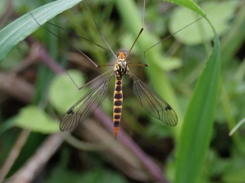 Nephrotoma flavipalpis