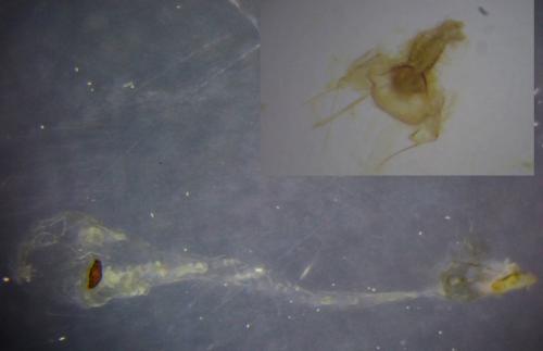 Réf. 280 642 : Agonopterix scopariella