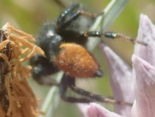 Carrhotus xanthogramma