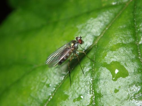 Argyra sp.