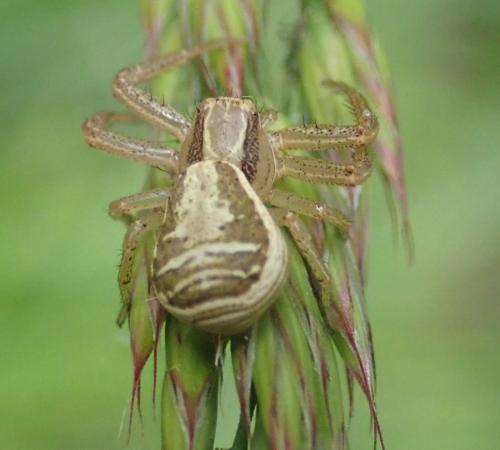 Réf. 280 848 : Xysticus ulmi