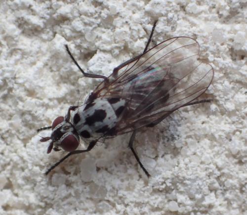 Réf. 280 860 : Anthomyia sp.