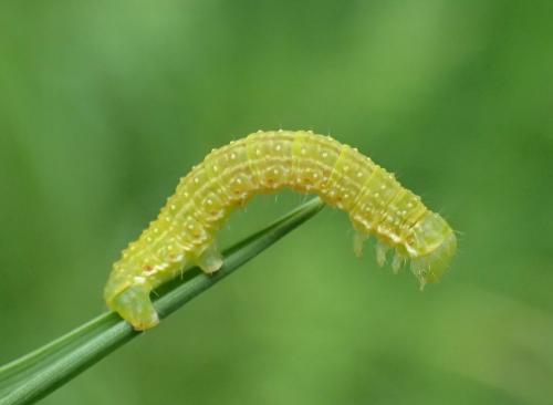 Epirrita sp.
