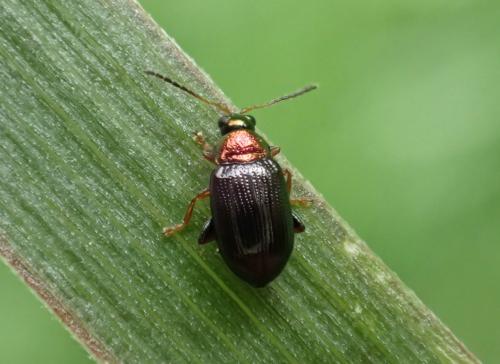 Réf. 280 869 : Crepidodera aurata