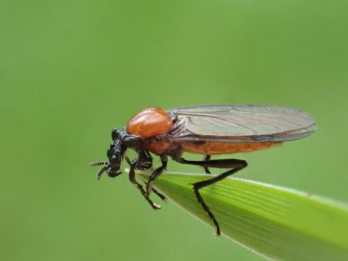 Bibio anglicus