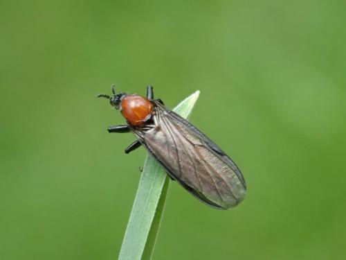 Bibio anglicus