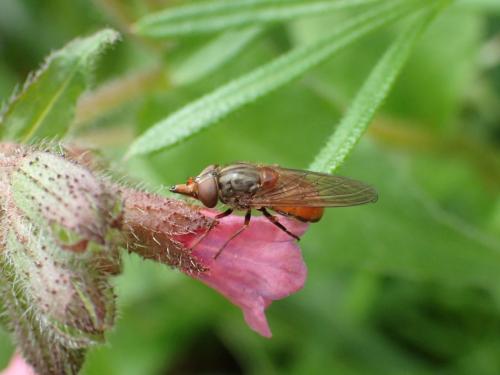 Réf. 280 875 : Rhingia campestris