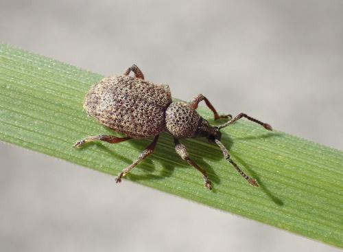 Réf. 280 876 : Otiorhynchus veterator