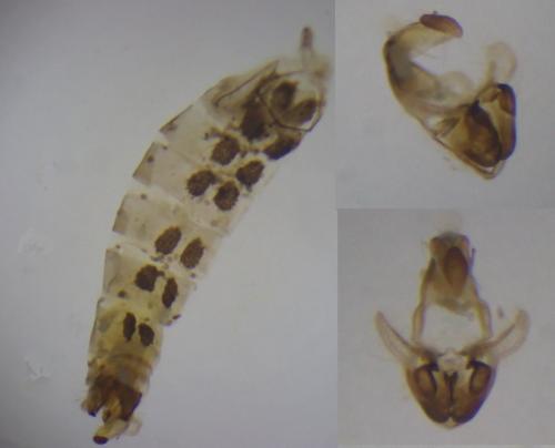 Metriotes lutarea