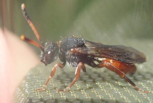 Nomada fabriciana