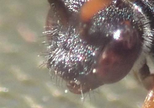 Nomada fabriciana