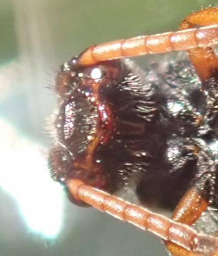 Nomada fabriciana