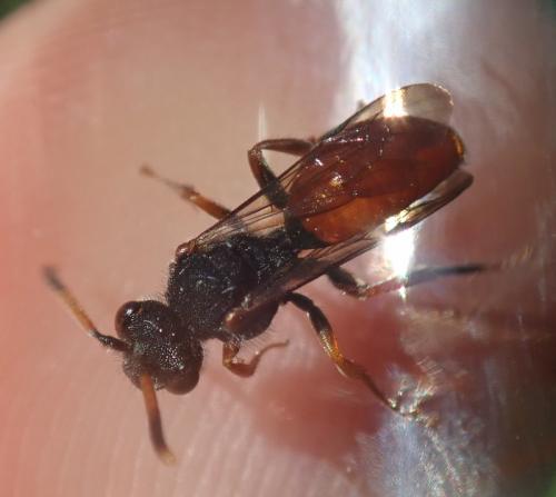 Nomada fabriciana