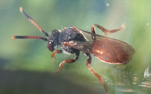 Nomada fabriciana