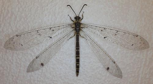 Réf. 280 839 : Distoleon tetragrammicus