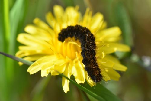 Lemonia dumi