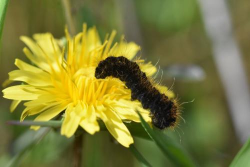 Réf. 280 316 : Lemonia dumi