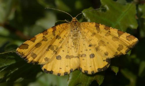 Réf. 280 194 : Pseudopanthera macularia