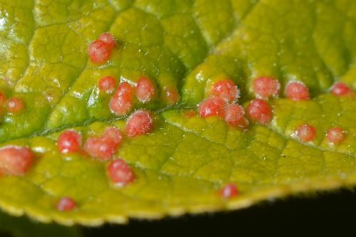 Eriophyes prunianus