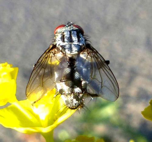 Sarcophaga sp.