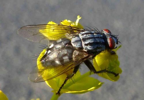 Sarcophaga sp.