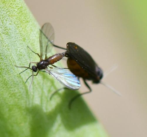 Sciara sp.