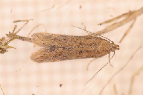 Réf. 280 958 : Scrobipalpa acuminatella