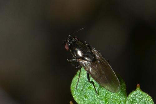 Réf. 280 023 : Limosininae inconnu
