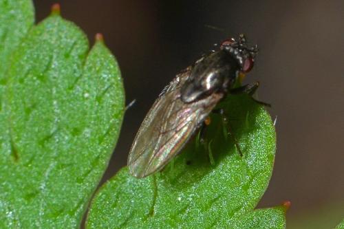 Réf. 280 075 : Limosininae inconnu