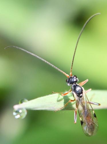 Perilissus sp.