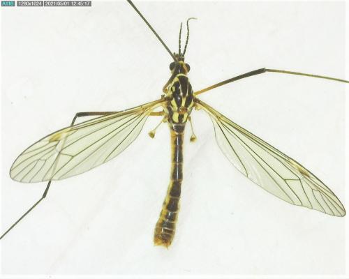 Réf. 280 731 : Nephrotoma appendiculata