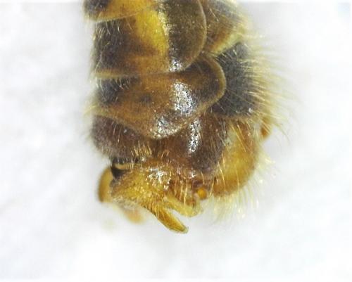 Nephrotoma appendiculata