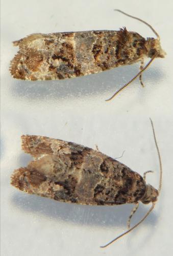 Réf. 280 670 : Lobesia botrana