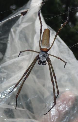 Réf. 280 443 : Trichonephila clavipes