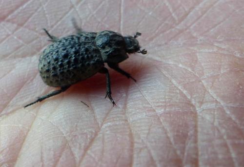 Trox perlatus