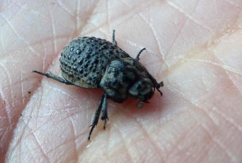 Trox perlatus