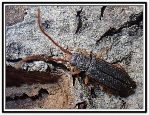 Réf. 280 273 : Uleiota planatus